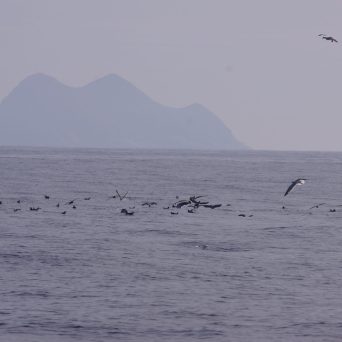 Seagulls and Pelicans