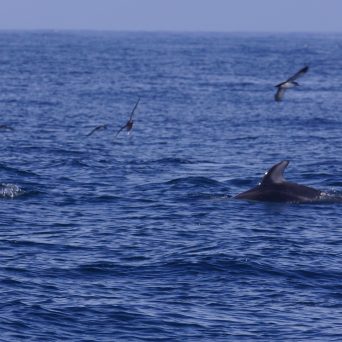 a dolphin swimming in a body of water