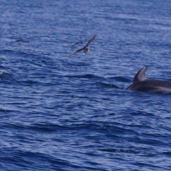 a dolphin swimming in a body of water