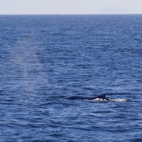 Humpback whale