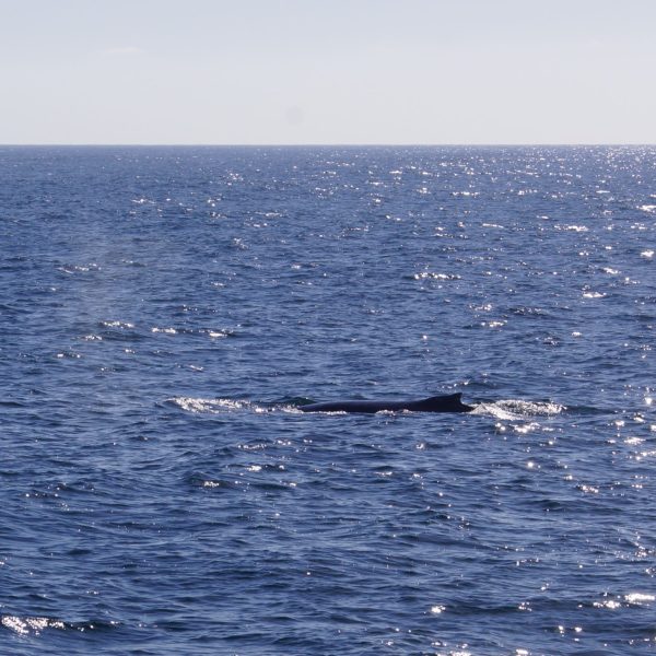 humpback whale