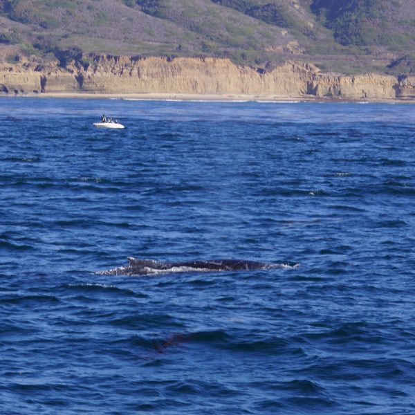 Humpback whale and San Diego