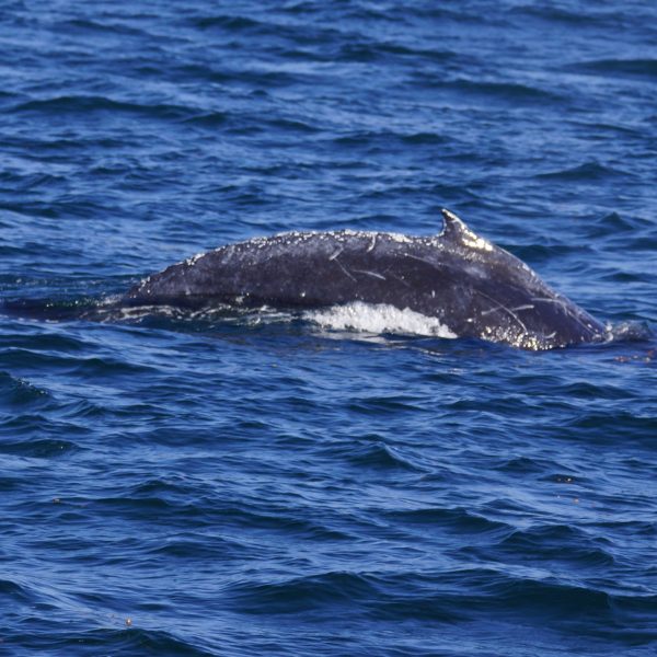 Humpback whale