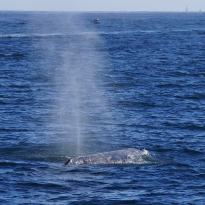 a whale jumping out of the water