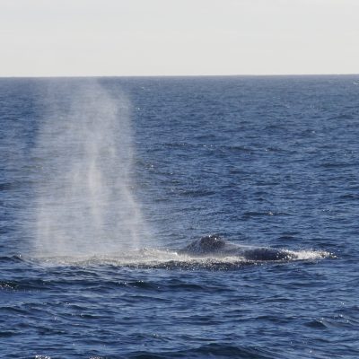a whale jumping out of the water