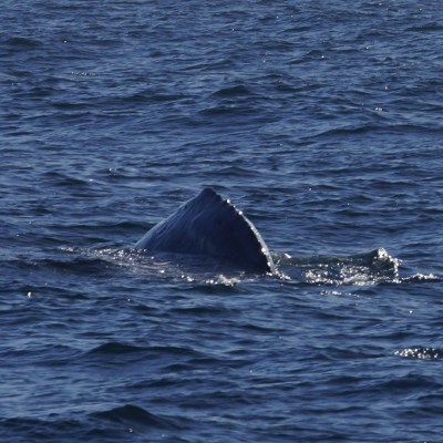 a whale jumping out of the water