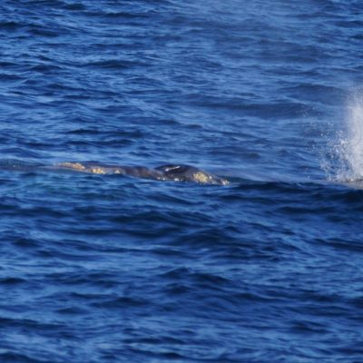 a whale jumping out of the water
