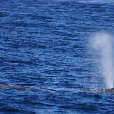 a whale jumping out of the water