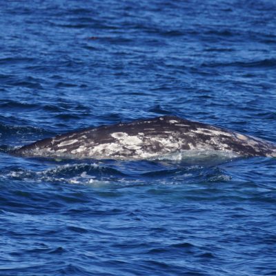 a whale swimming under water