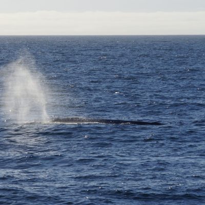a whale jumping out of the water