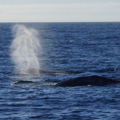 a whale jumping out of the water