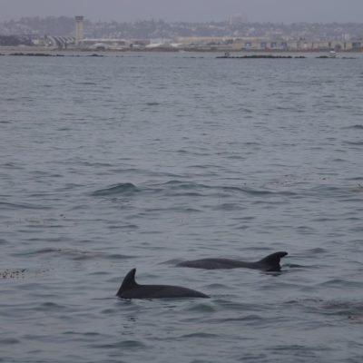 a dolphin swimming in a body of water