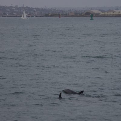 a dog in a body of water