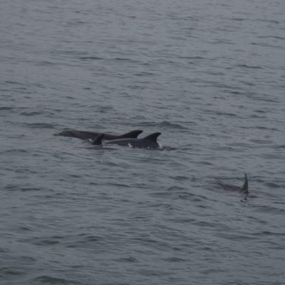 a dolphin swimming in a body of water