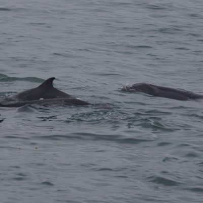 a dolphin swimming in a body of water