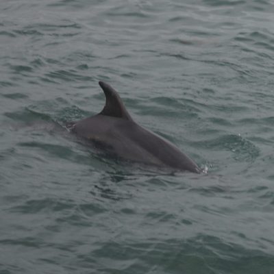 a dolphin swimming in a body of water