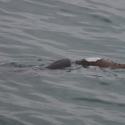Shark eating a dead sea lion