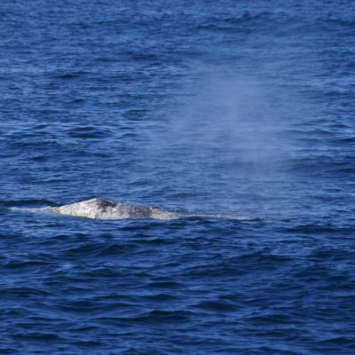 a whale jumping out of the water