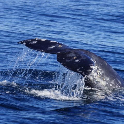 a whale jumping out of the water
