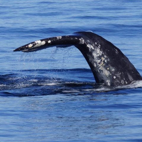 a whale jumping out of the water