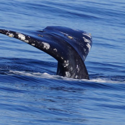a whale jumping out of the water
