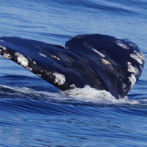 a whale jumping out of the water