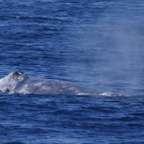 a whale jumping out of the water
