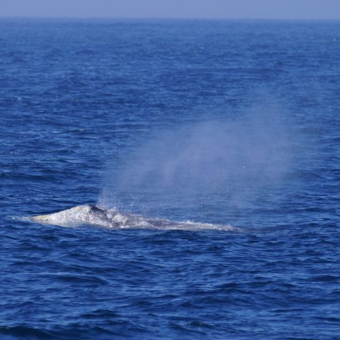 a whale jumping out of the water