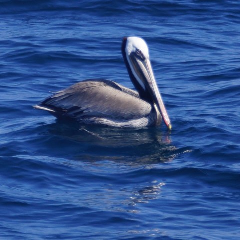 Pelican