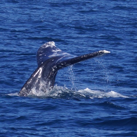 a whale jumping out of the water