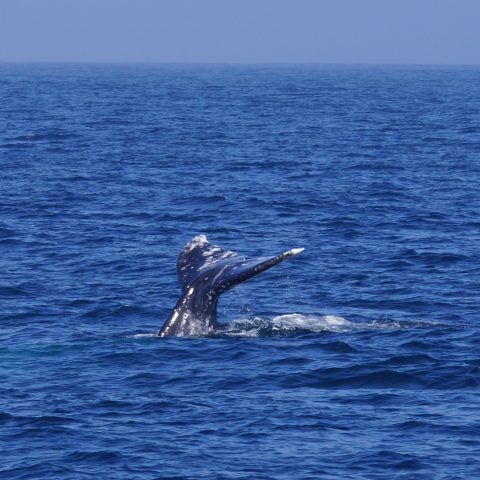 a whale jumping out of the water