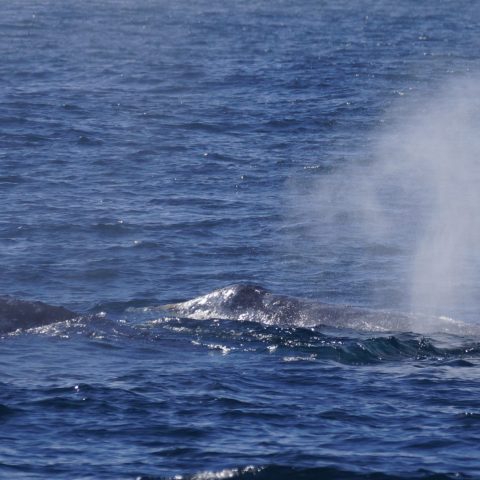 a whale jumping out of the water