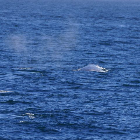 a whale swimming in a body of water