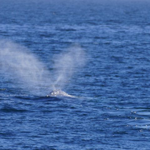a whale jumping out of the water