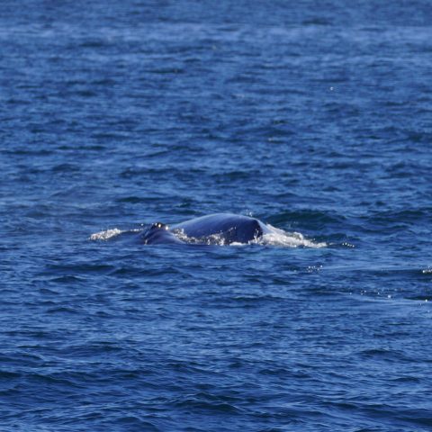 a dog swimming in a body of water