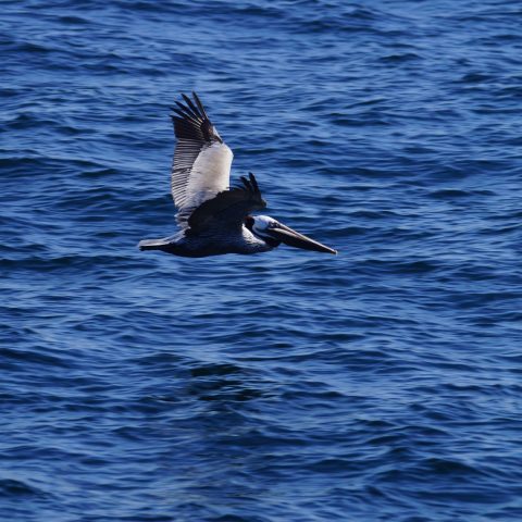 a bird flying over a body of water