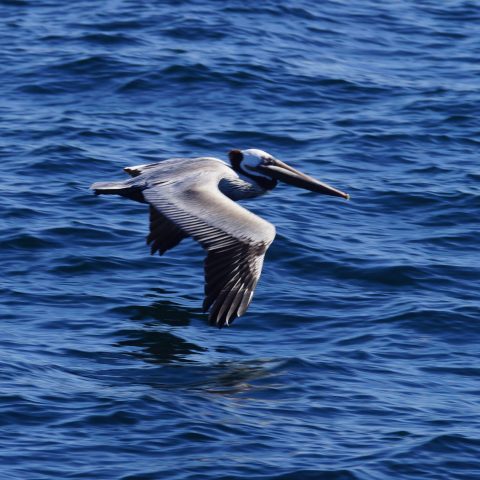 a bird flying over a body of water