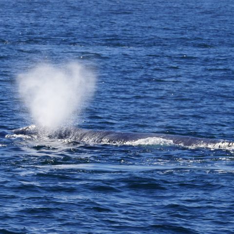 a whale jumping out of the water