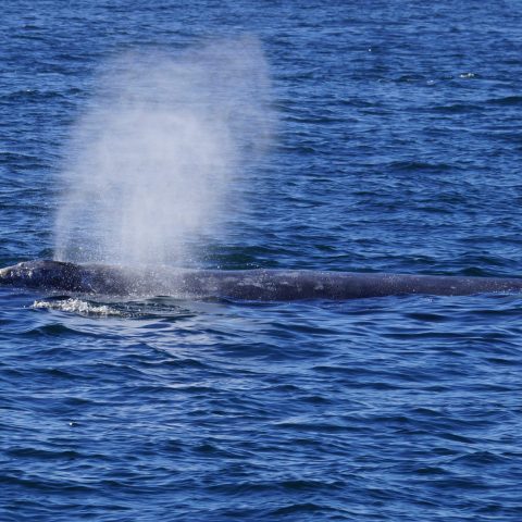 a whale jumping out of the water