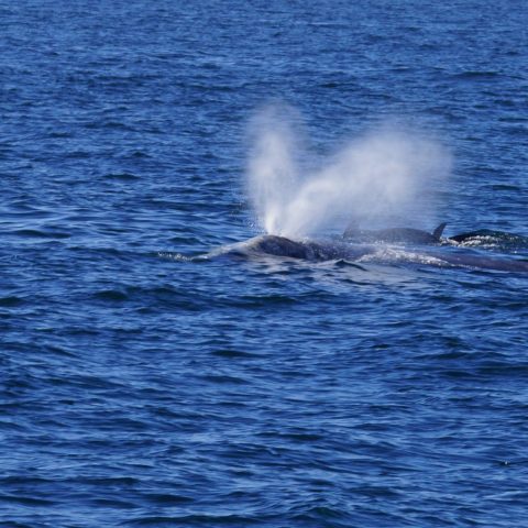 a whale jumping out of the water