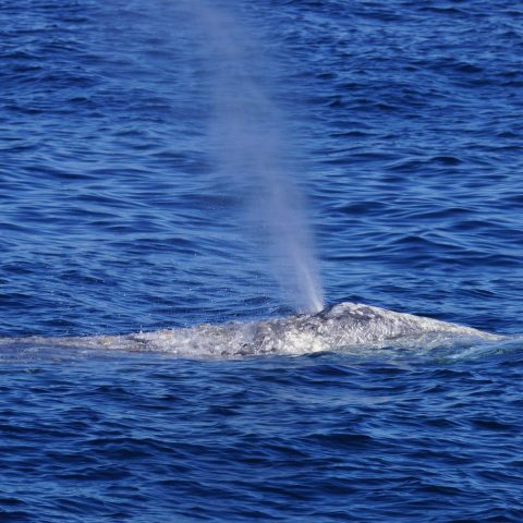 a whale jumping out of the water