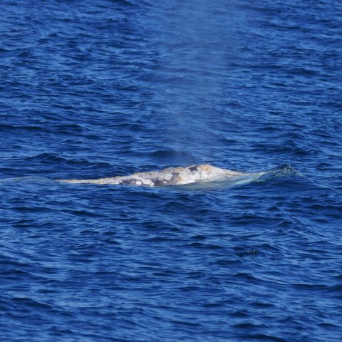 a whale jumping out of the water