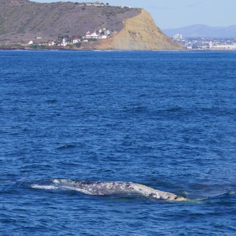 a large body of water with a mountain in the background