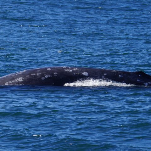 a whale jumping out of the water