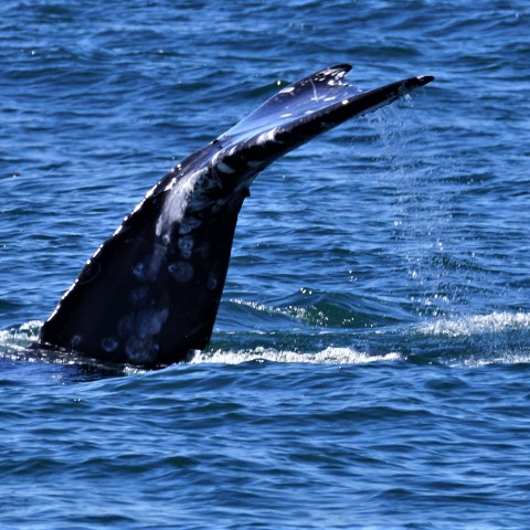 a whale jumping out of the water