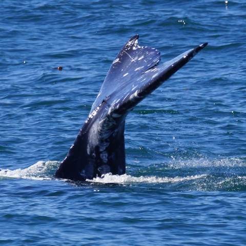 a whale jumping out of the water
