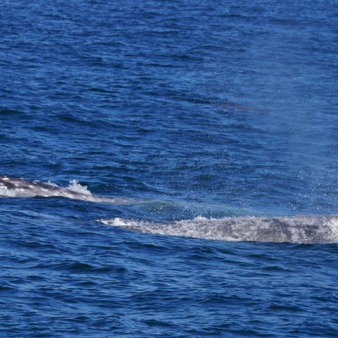 a whale jumping out of the water