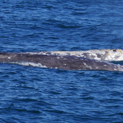 a whale jumping out of the water