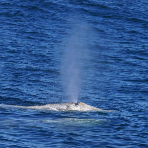 a whale jumping out of the water