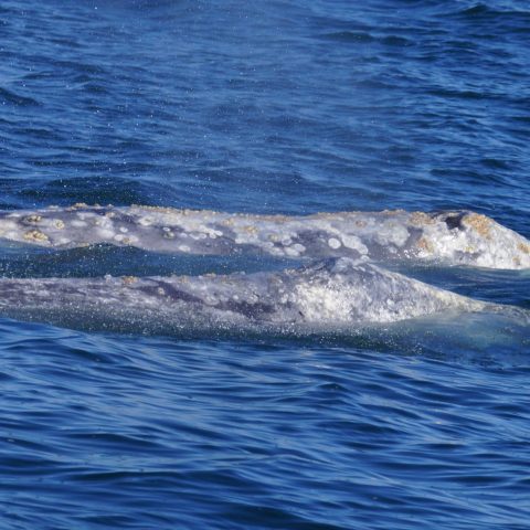 a whale jumping out of the water
